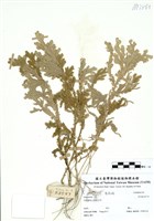 藏品(Selaginella)的圖片